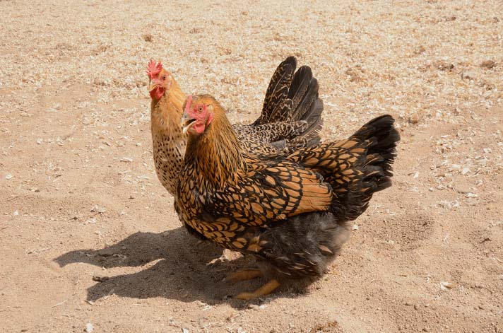 Wyandotte Chicken breed for indoors