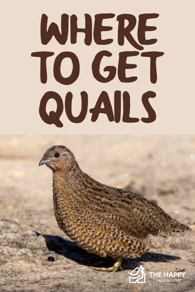 Where to Get Quails