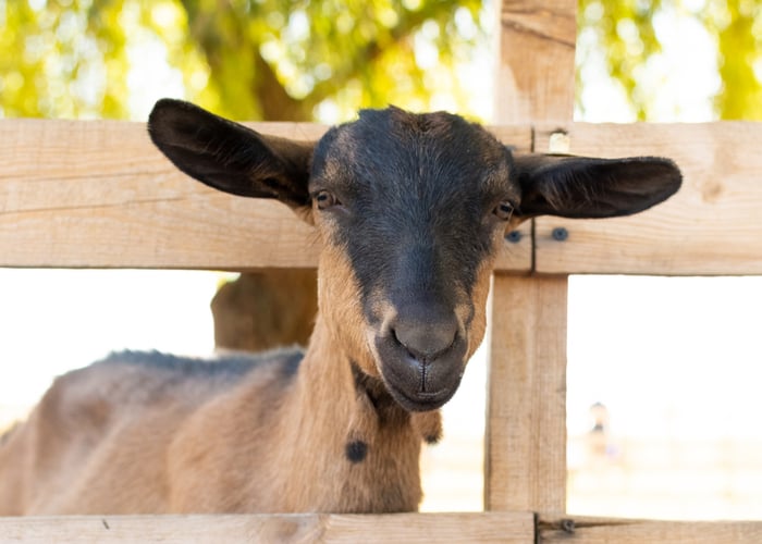 alpine goat as best goat breeds for milk