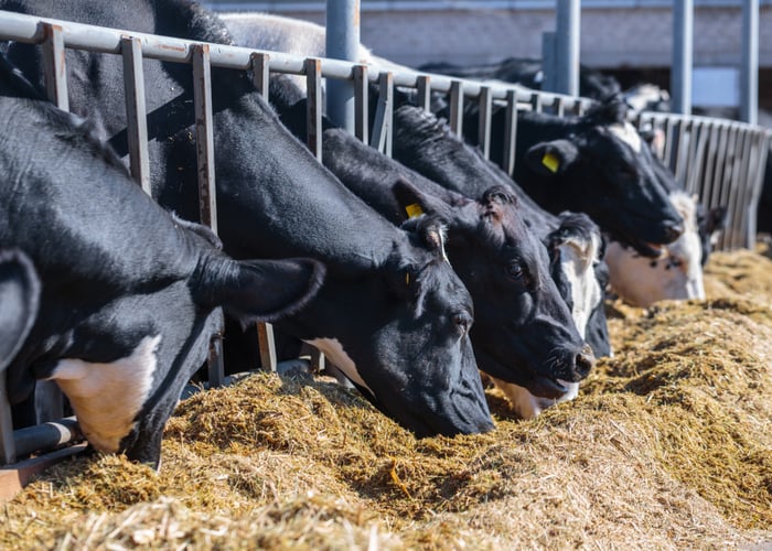 Animal Feed: What Are the 6 Nutrients Animals Need? Animal Feed: What Are the 6 Nutrients Animals Need?