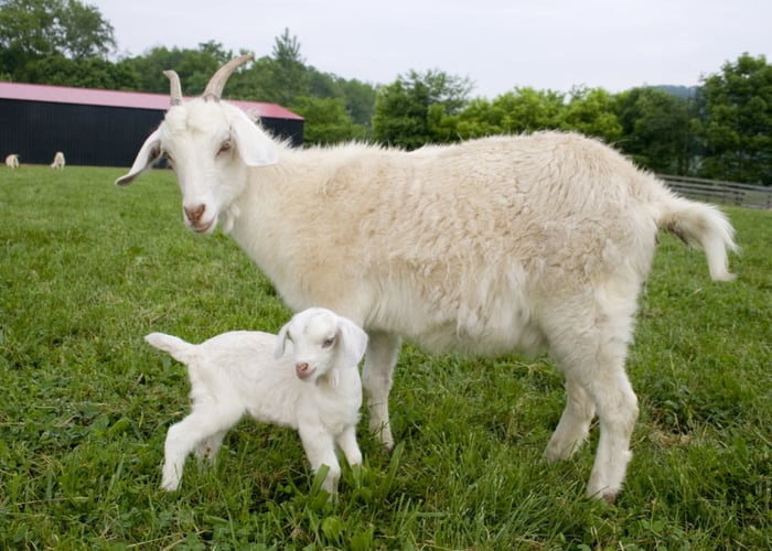 goat breeding when can you breed a goat after kidding