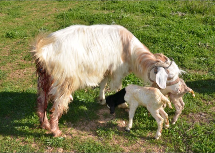 goat kidding how many babies do goats have twins