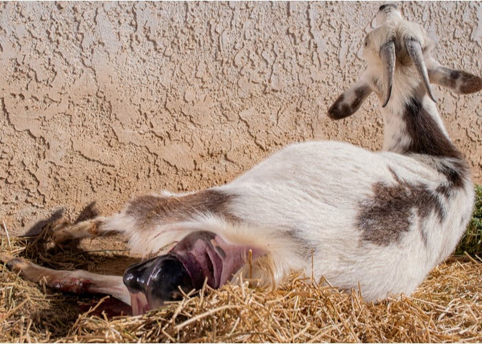 goat kidding showing live goat birth
