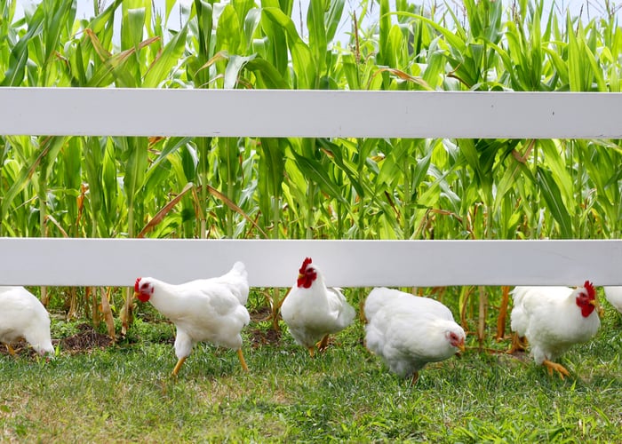 growing greens for chickens
