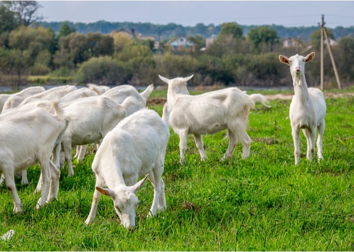 how many goats should i buy for pastureland