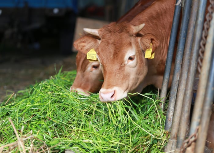 What to Grow for Animal Feed (And How to Make Your Feed Grow) What to Grow for Animal Feed (And How to Make Your Feed Grow)