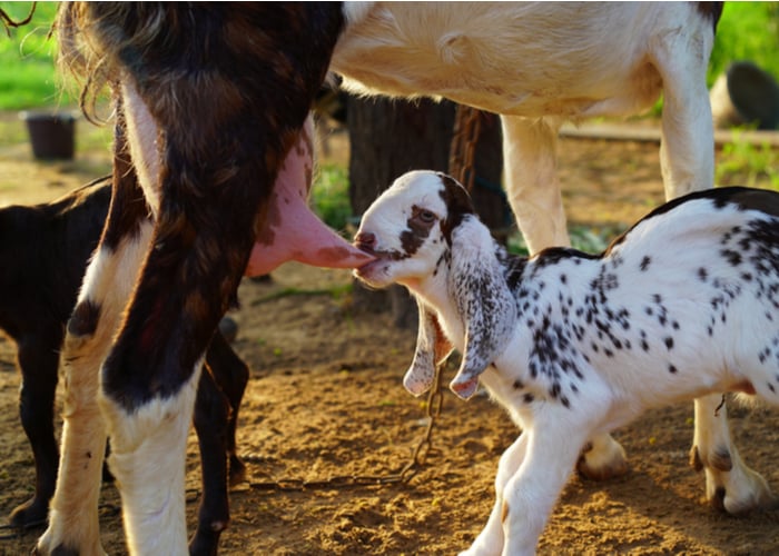 kid drinking milk during goat lactation period