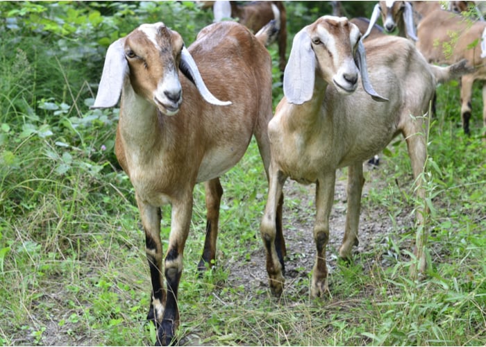 nubian goats as dual purpose goat breeds