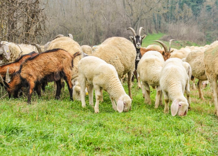 raising goats and sheep together