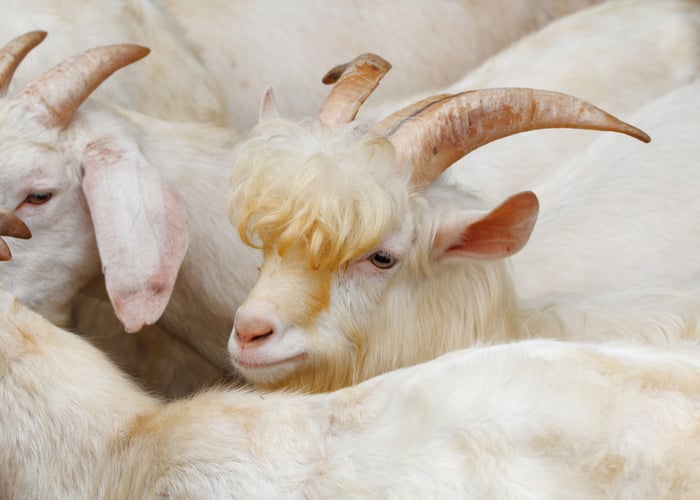 long haired goat breeds - saanen goats