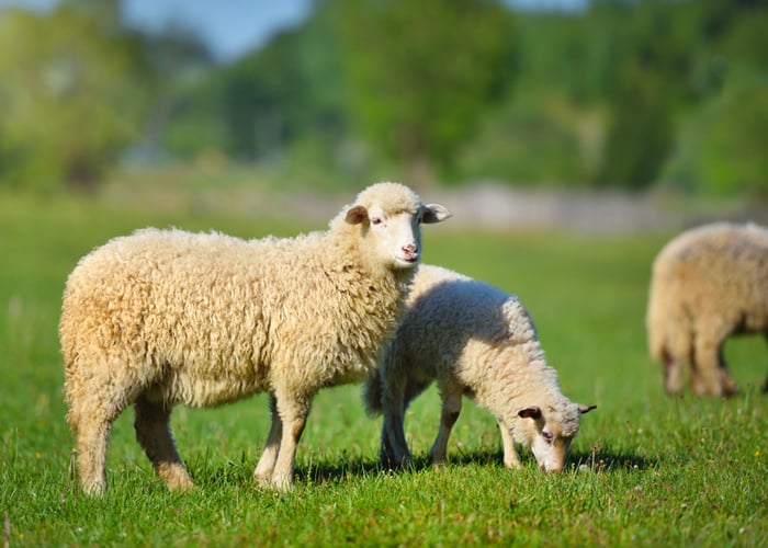 sheep vs goat - disadvantages of raising sheep