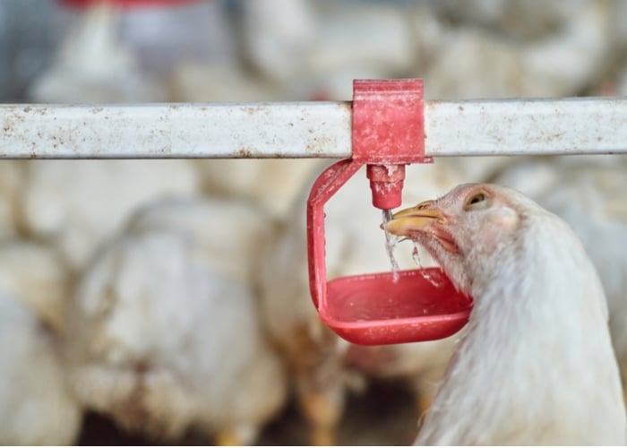 Animal Feed: What Are the 6 Nutrients Animals Need? Animal Feed: What Are the 6 Nutrients Animals Need?