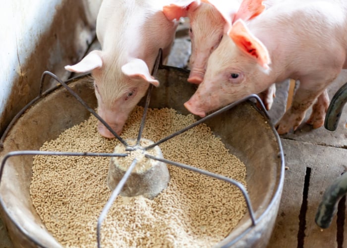 Animal Feed: What Are the 6 Nutrients Animals Need? Animal Feed: What Are the 6 Nutrients Animals Need?