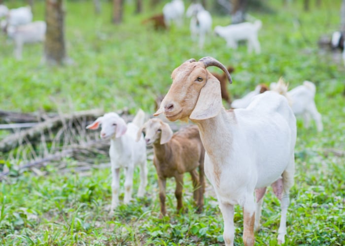 what goat farming books are all about