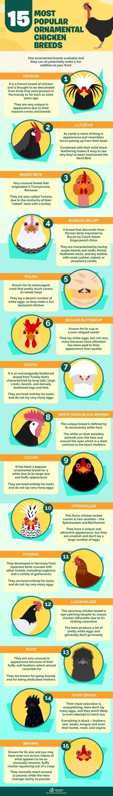15 Most Popular Ornamental Chicken Breeds
