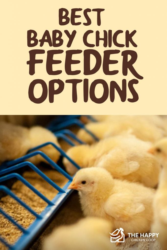 Best Baby Chick Feeder 