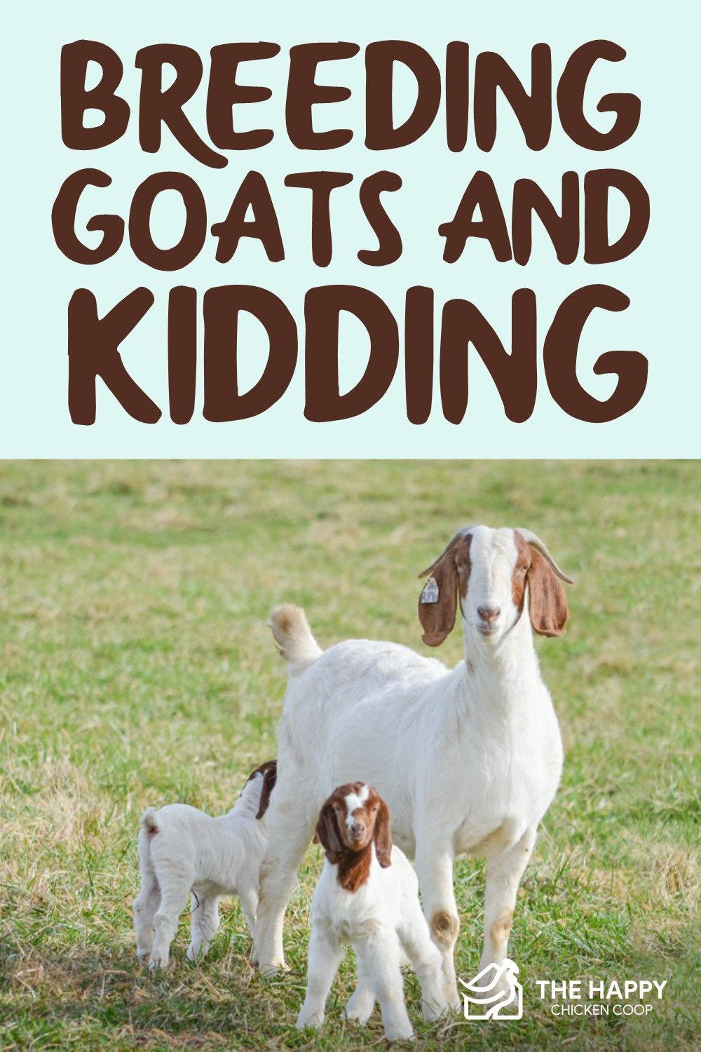Breeding Goats and Kidding