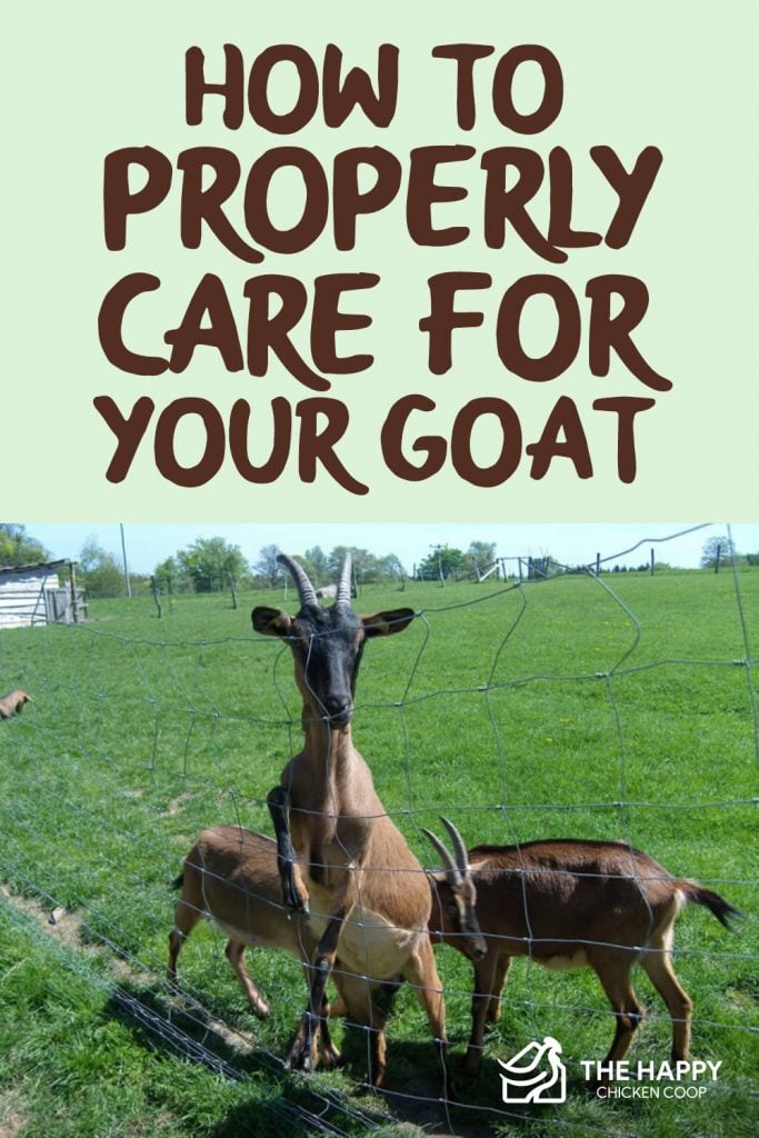 How To Properly Care For Your Goat