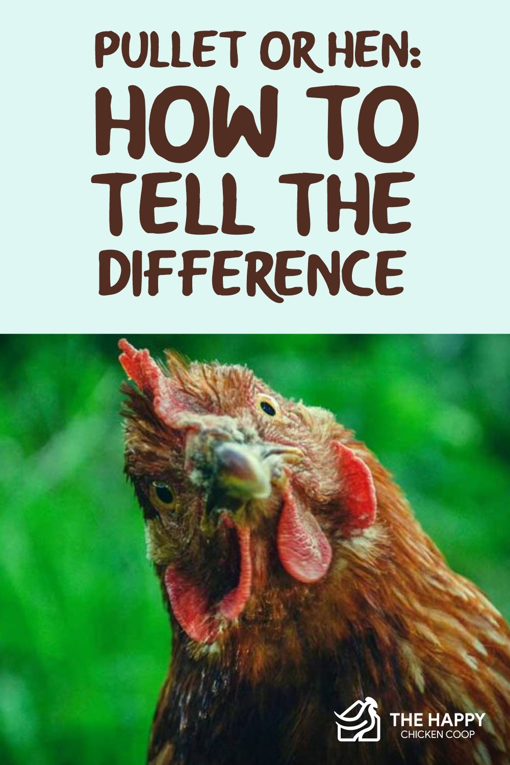 Pullet or Hen- How to Tell the Difference