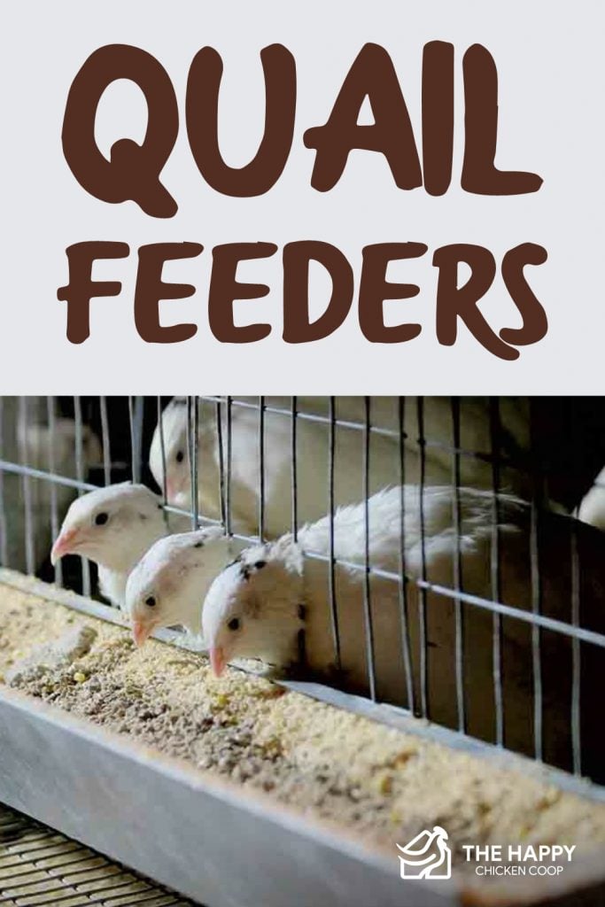 Quail Feeders