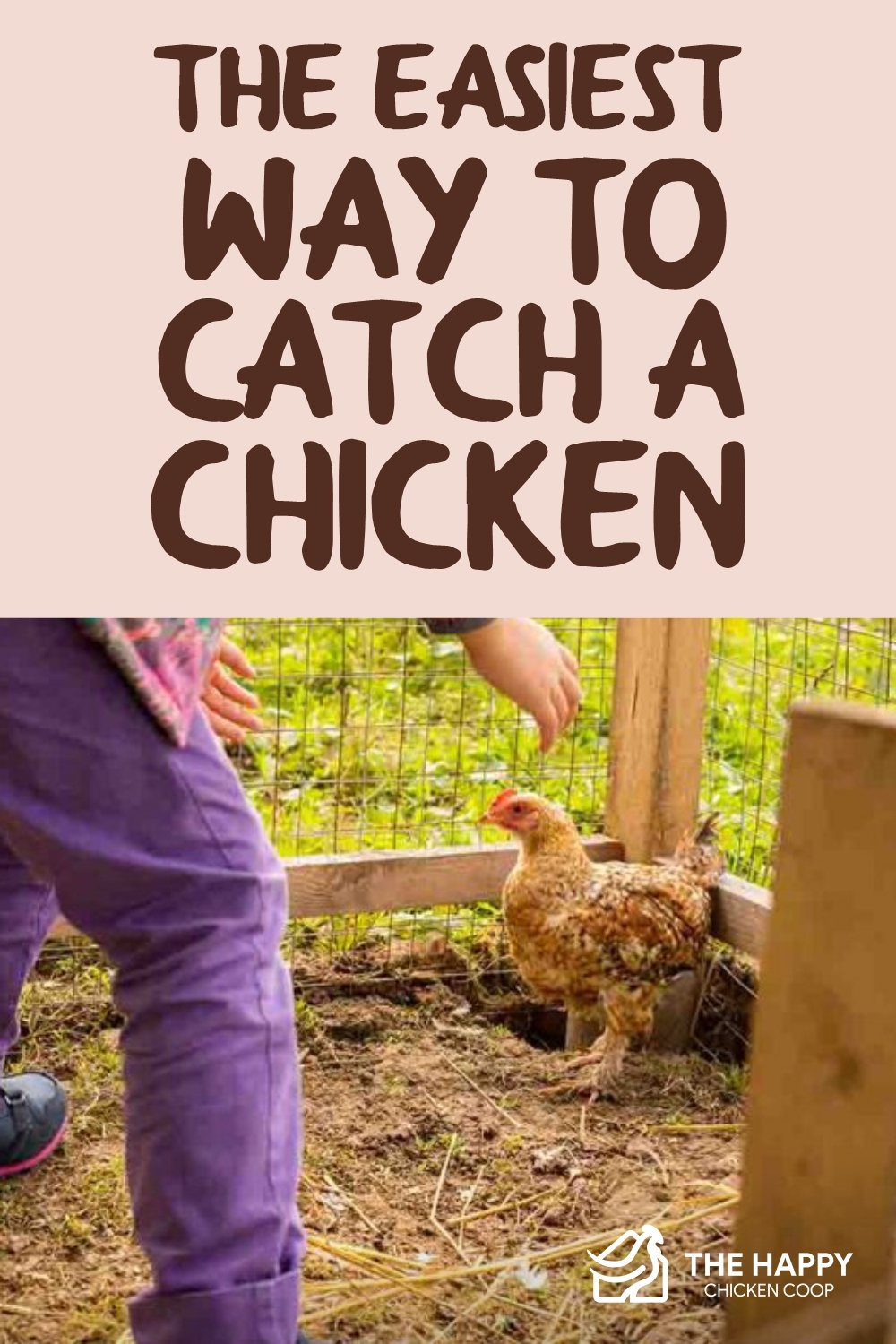 The Easiest Way to Catch a Chicken