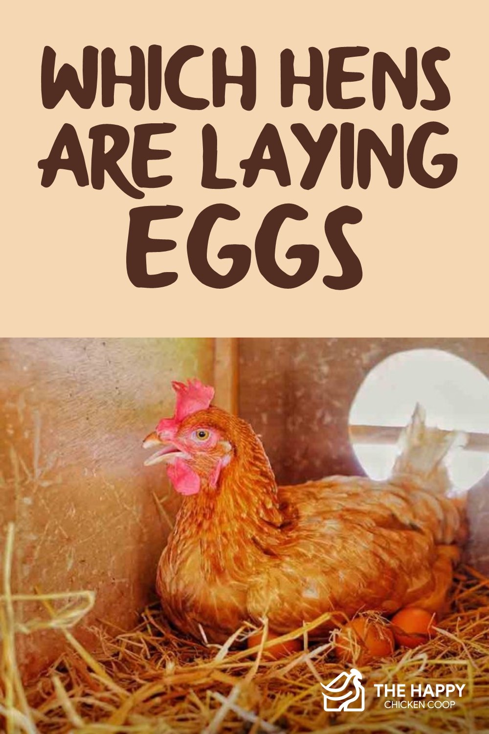 Which Hens Are Laying Eggs