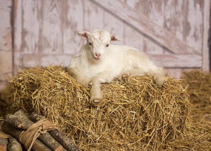 best goat bedding ideas