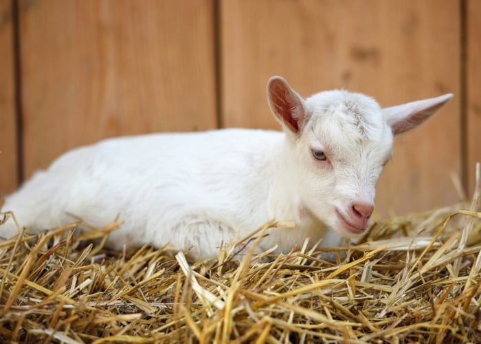 best bedding for goats