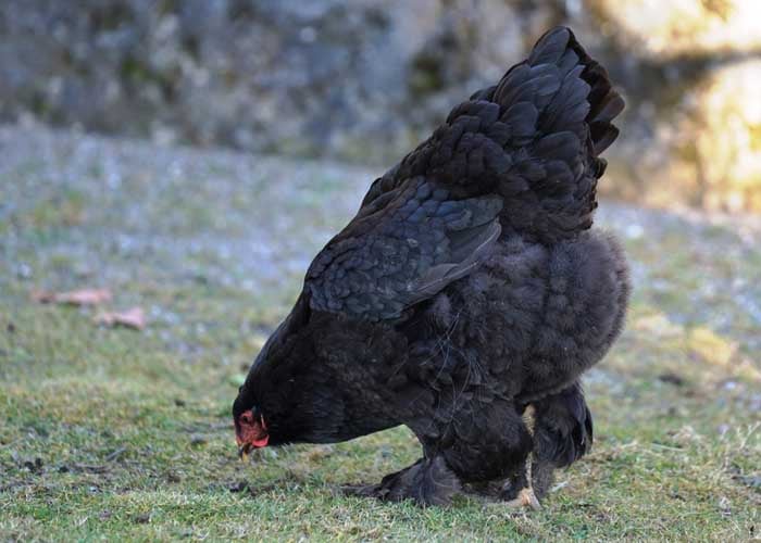 black chicken pekin breed