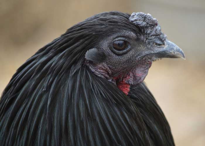 black hen sumatra