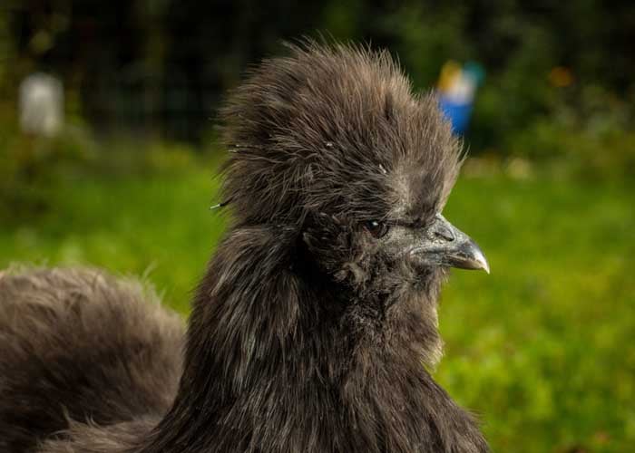 black skin chicken silkie