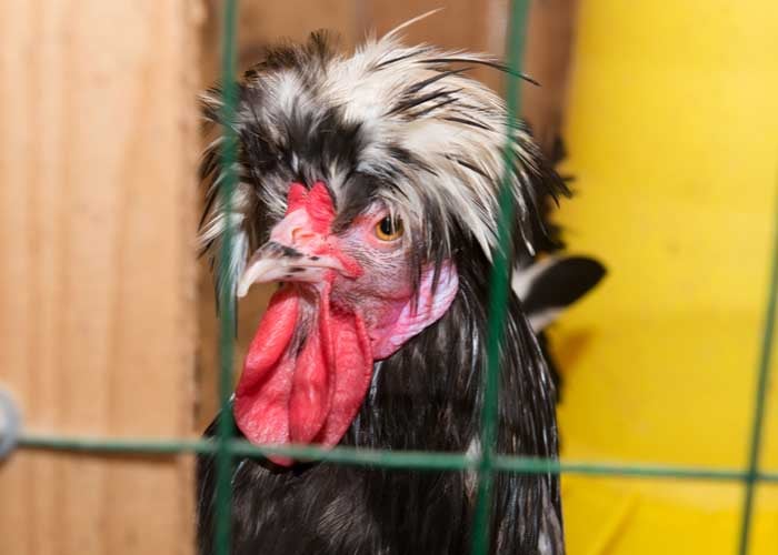 crevecoeur chicken breed