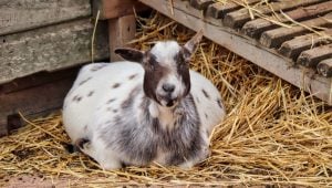 goat bedding