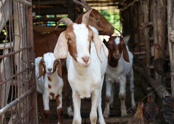 how to raise goats for meat