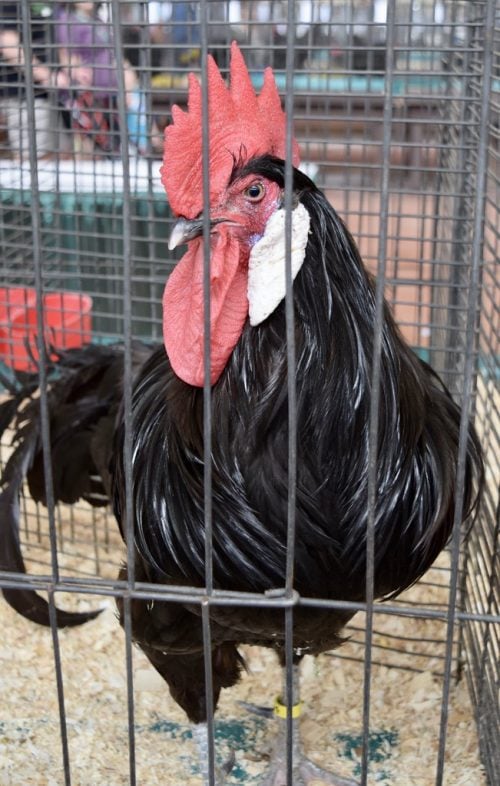 minorca chicken breed