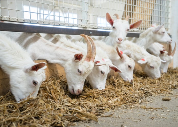 raising goats for meat - feed and housing