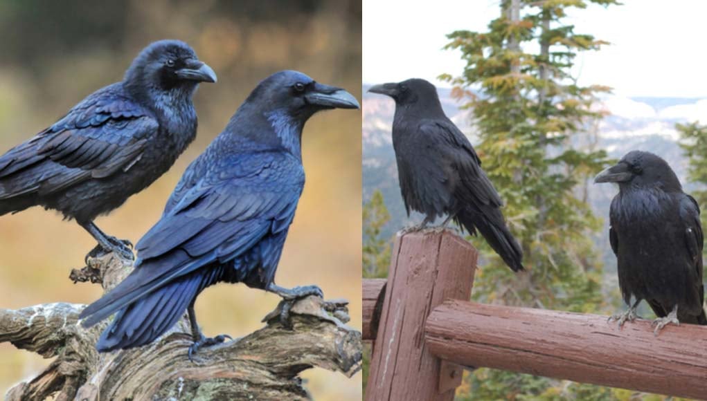 raven or crow perching on trees