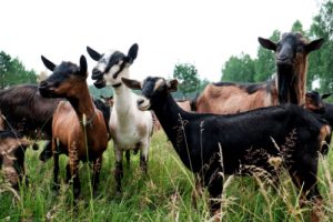 16 Different Breed of Goats and Everything You Need to Know - The Happy ...