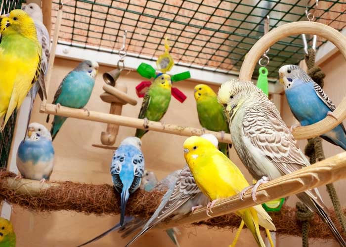 Parakeet cost store