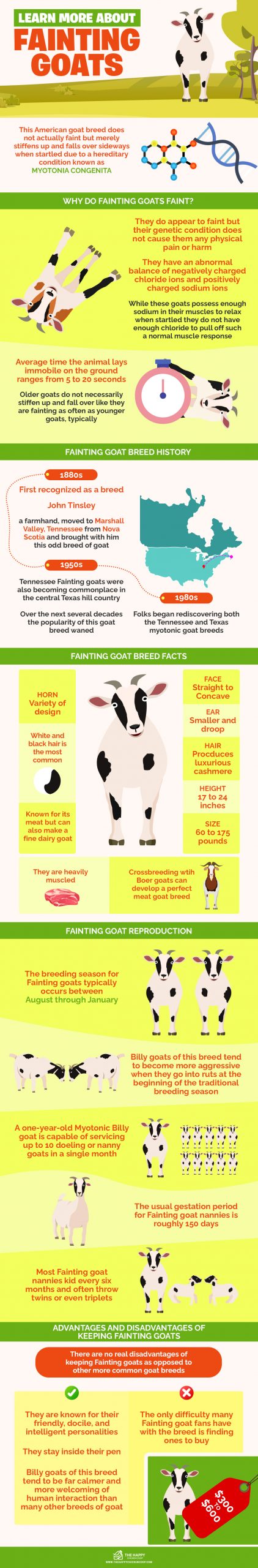 Fainting Goats