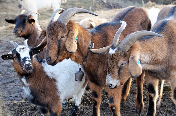 breeds of goats to choose