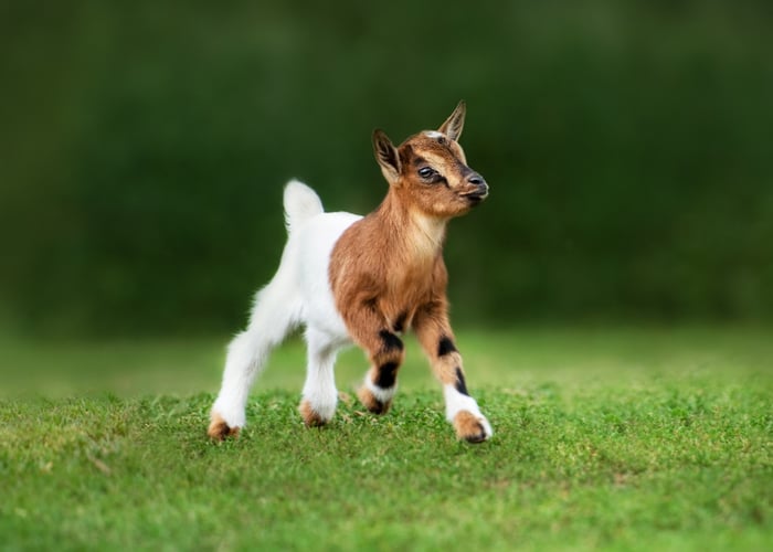 disbudding nigerian dwarf goats