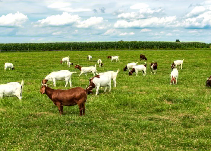 goats for meat