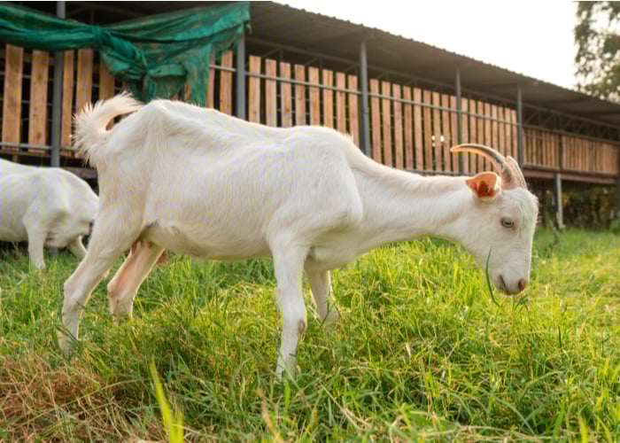 raising meat goats