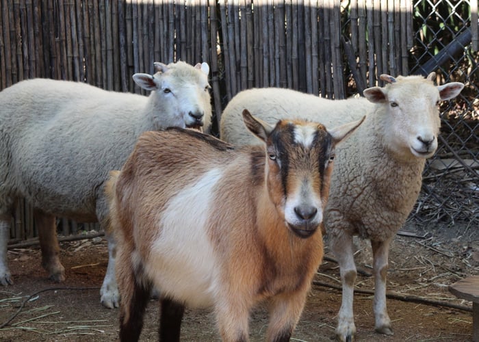 goat milk vs sheep milk