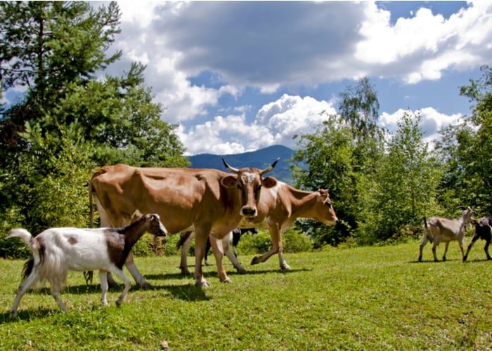 goat milk vs cow milk