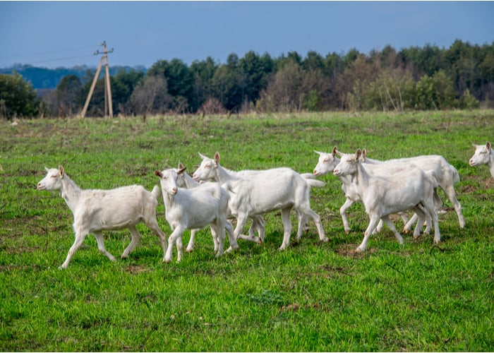 raising goats for meat