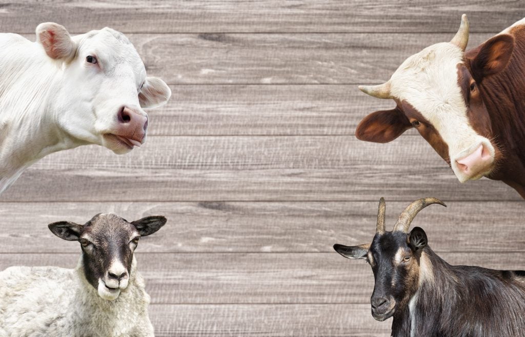 Goat milk, sheep milk, cow milk