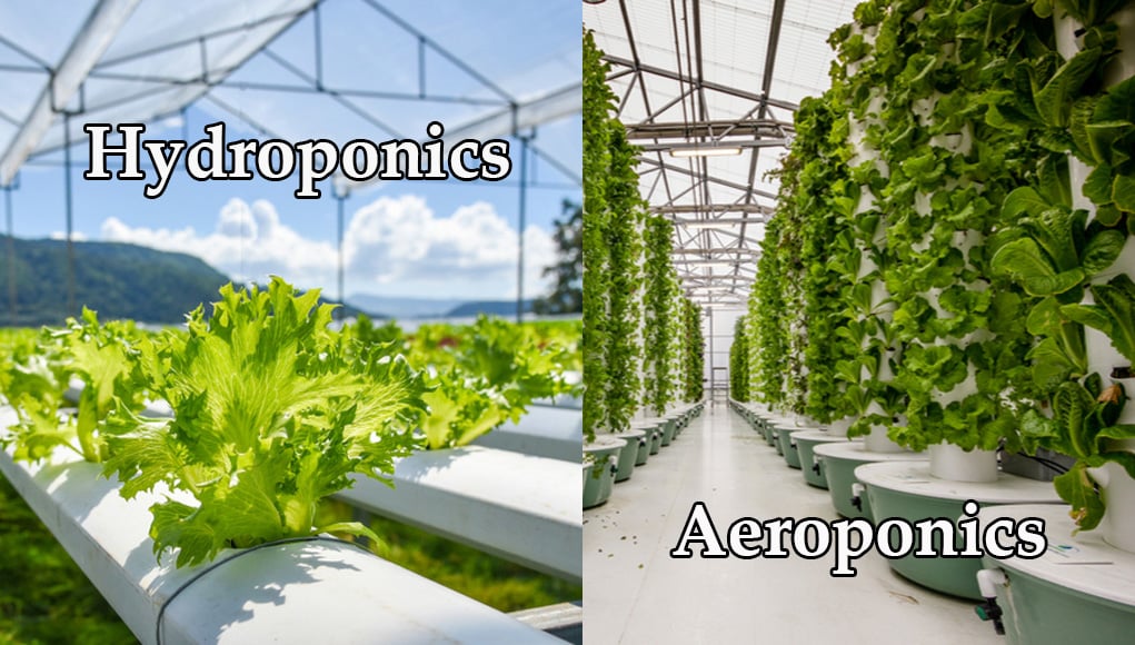 Hydroponics vs Aeroponics