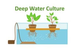 deep water culture hydroponic system